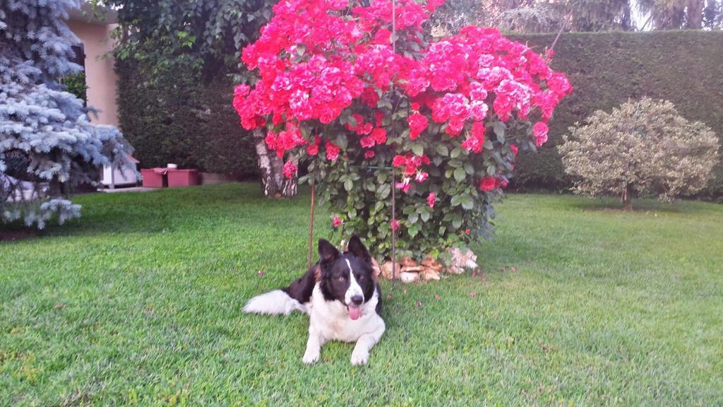 Casa Sammo Villa Piobesi d'Alba ภายนอก รูปภาพ